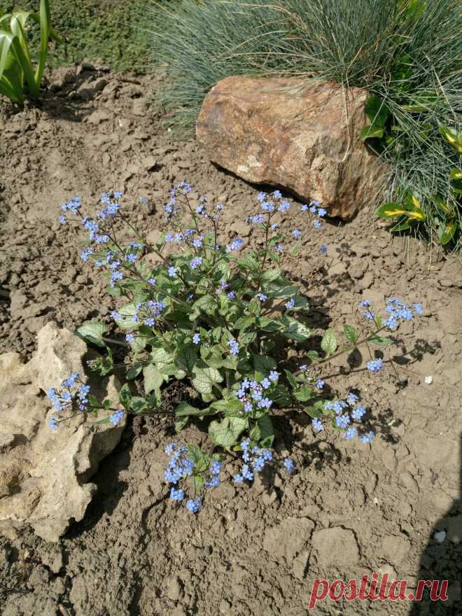 Бруннера крупнолистная "Джек Фрост" (Brunnera macrophylla "Jack Frost")
