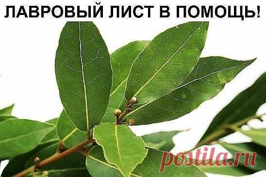 ЛАВРОВЫЙ ЛИСТ В ПОМОЩЬ