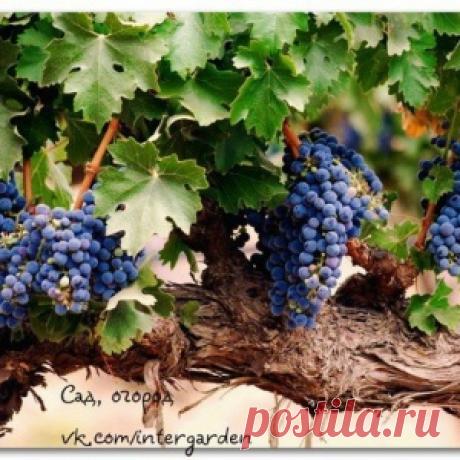 16 советов по выращиванию винограда