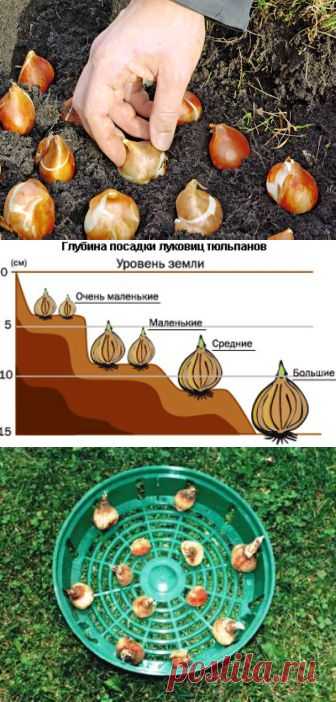 (+1) - Посадка тюльпанов осенью | 6 соток