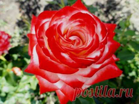 Роза &quot;Императрица Фарах&quot; 🌹