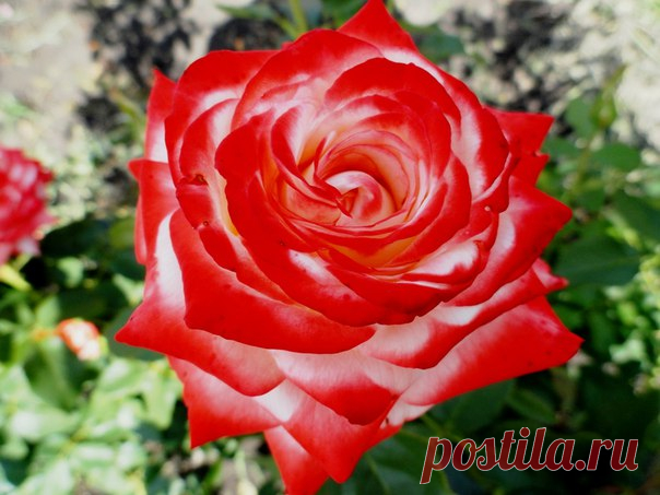 Роза "Императрица Фарах" 🌹