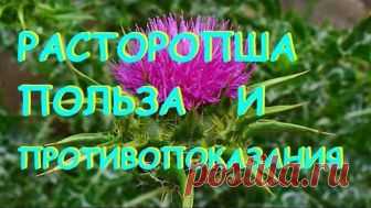 Расторопша. Полезные свойства и противопоказания.