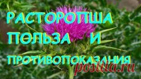 Расторопша. Полезные свойства и противопоказания.