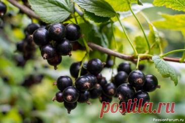 Дачникам. Размножение черной смородины Чёрная смородина: ноябрь &mdash; время тихого роста под снегом 🌿❄&nbsp;Пока большинство растений погрузились в зимнюю спячку, у садовода есть шанс сделать настоящее чудо &mdash; размножить любимый сорт чёрной смородины, не прибегая к сложным технологиям. Ноябрь &mdash; идеальное время для...