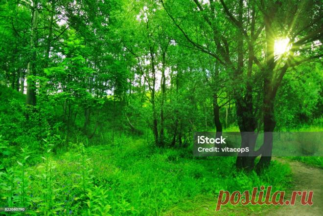 Весенний Лес В Солнечный День — стоковые фотографии и другие картинки Pinaceae - Pinaceae, Без людей, Весна - iStock