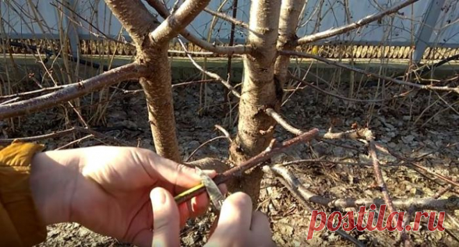 Привой дрелью: Популярный метод от дачников-садоводов - Дачный участок - медиаплатформа МирТесен