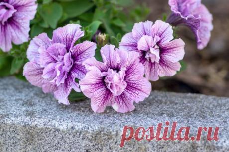 10 необычных сортов петунии для вашего цветника | Летники (Огород.ru)