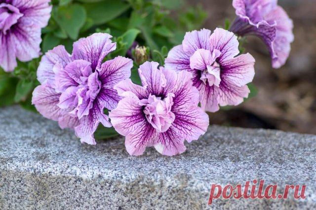 10 необычных сортов петунии для вашего цветника | Летники (Огород.ru)