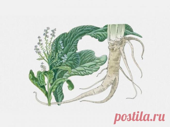 Растирка из листьев хрена при болях в спине и суставах