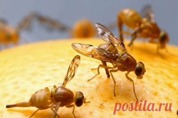 Как избавиться от фруктовых мошек в квартире и в доме: действенные народные средства и магазинная химия