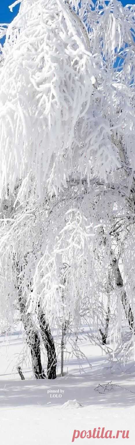 Beautiful snowy trees | Earth Angel Family Vital приколол(а) это к доске Awesome Views