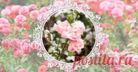 Розы, цветущие весь сезон – описания лучших сортов (21 фото) Многие хотят выращивать в своем саду розы, цветущие все лето, чтобы наслаждаться красотой и волшебным ароматом этих благородных цветов как можно дольше. Но далеко не все розы способны сохранять декоративность до морозов. Рассказываем о лучших сортах.