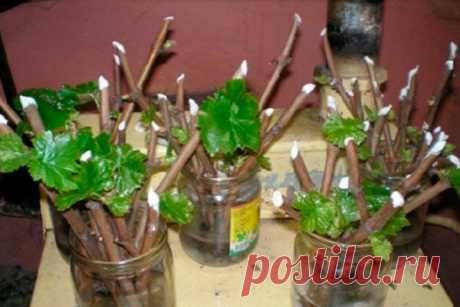 8 правил успешного черенкования - Идеальная хозяйка