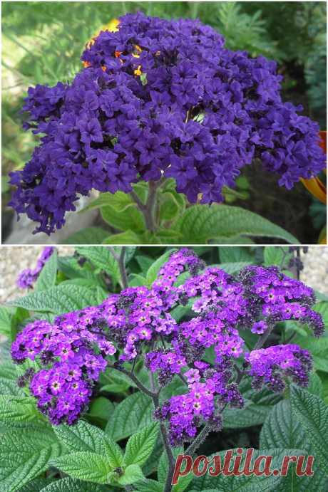 Как вырастить гелиотроп: выращивание в домашних условиях из семян и черенков, уход, болезни и вредители