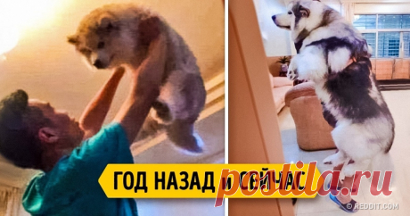 14 очаровательных щенков, которые выросли слишком быстро