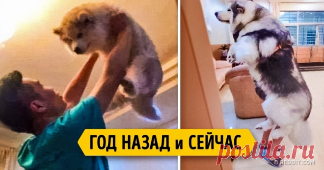 14 очаровательных щенков, которые выросли слишком быстро