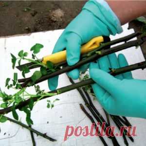 Усадьба | Цветы в саду : Розам в июне – особое внимание