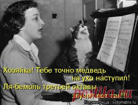 Смотреть котоматрицу в воскресение