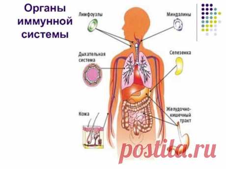 Как поддерживать чистоту лимфатической системы