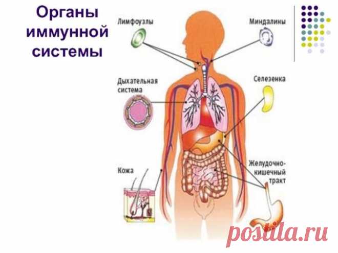 Как поддерживать чистоту лимфатической системы