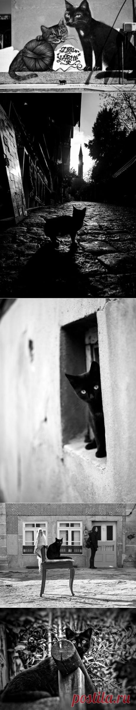 Чёрная кошка в объективе... Композиции уличной фотографии - Фотопанорама
