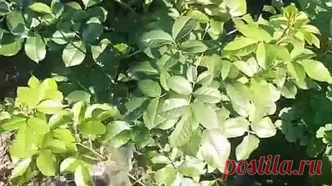 Как вносить удобрения для роз🌹📌