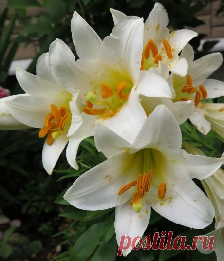 Царство прелестных лилий