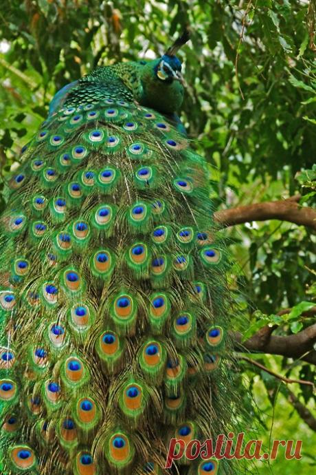 Green peafowl