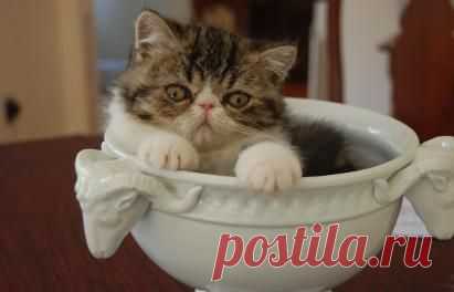 Exotic Shorthair Cats and Kittens for sale at ZIAKATZ