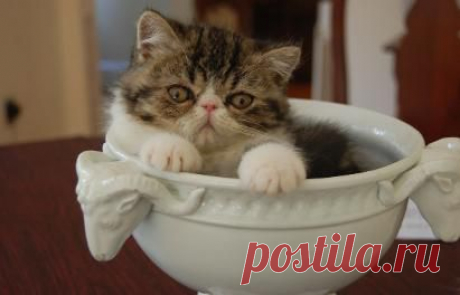 Exotic Shorthair Cats and Kittens for sale at ZIAKATZ