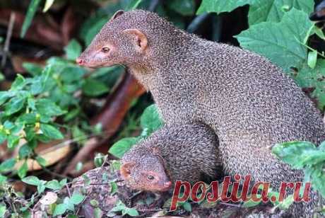 Обыкновенный мангуст
#ЖивотныйМир