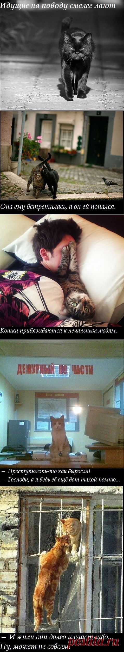 OWL Блюз - Котэ . Правила жизни...)