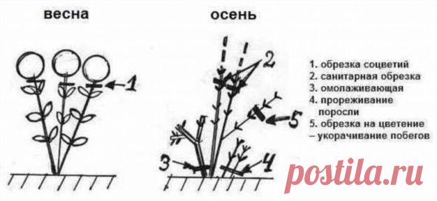 ФОРМИРОВАНИЕ ГОРТЕНЗИИ
Сохраните, чтобы не потерять!