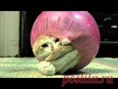 KITTEN in Hamster Ball stuck in the middle - YouTube