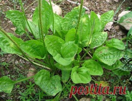 Подорожник - 16 Июля 2018 - Из жизни.ру - ИЗ ЖИЗНИ.ру