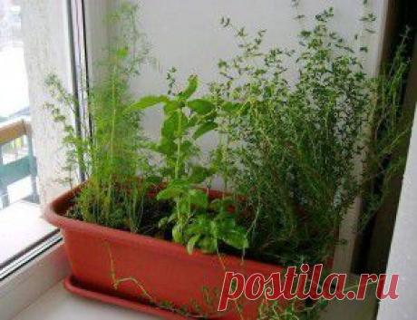 Пересадка зелени в горшок на зиму или огород на подоконнике