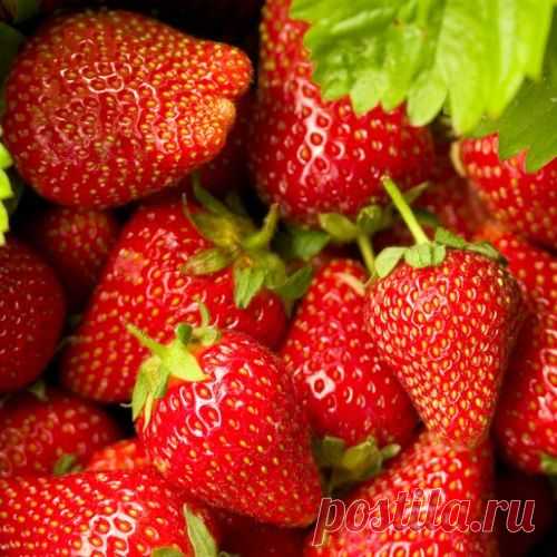 Земляника садовая: коротко о главном