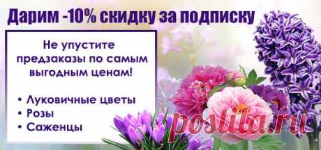 Тюльпан гигантский Blashing Beauty, купить в Киеве, Украине. Лучшая цена в интернет-магазине svitroslyn.ua