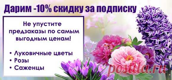 Тюльпан гигантский Blashing Beauty, купить в Киеве, Украине. Лучшая цена в интернет-магазине svitroslyn.ua