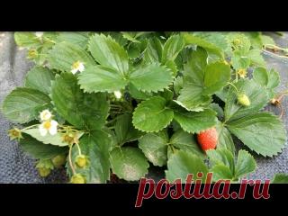 Я больше никогда не буду сажать клубнику старым способом. Вот почему...