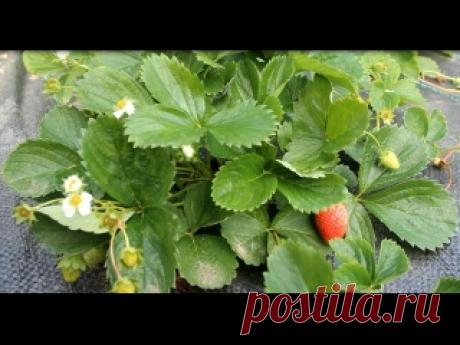Я больше никогда не буду сажать клубнику старым способом. Вот почему...