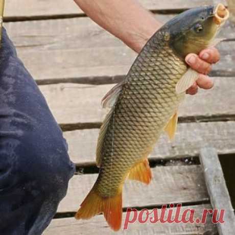 Крупная рыба и ее ловля на маховое удилище - МирТесен