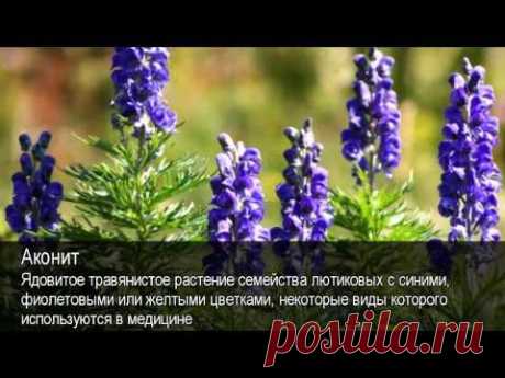 Редкое растение царь- трава | sadok33.ru