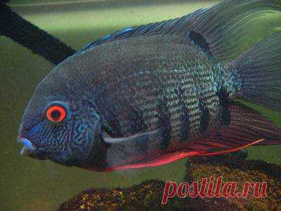 Cichlasoma_severum_23.jpg (400×300)