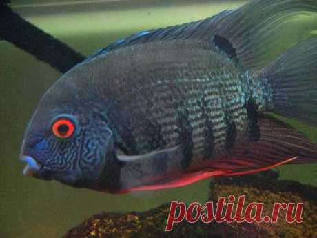 Cichlasoma_severum_23.jpg (400×300)