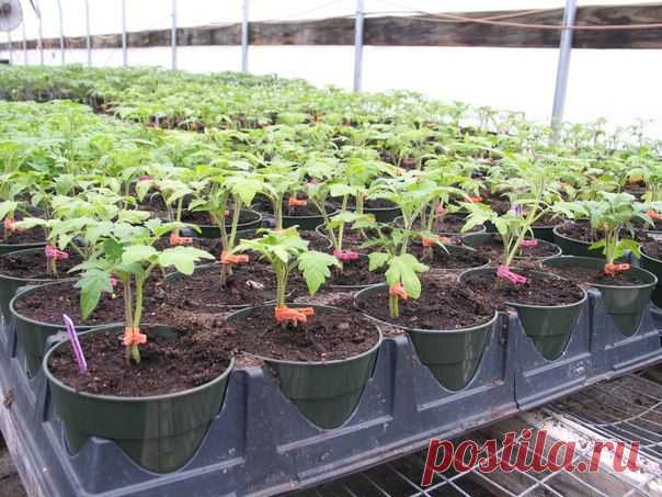 Помидоры с прищепками (с двумя корнями)