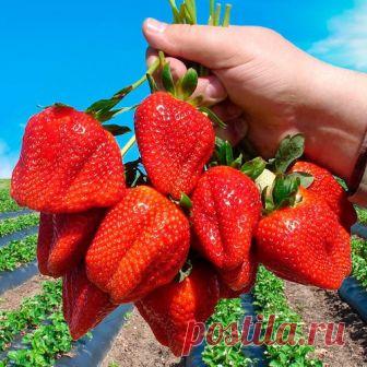 БАЛУЮ СВОЮ КЛУБНИКУ ЯДЕРНОЙ СМЕСЬЮ ОТ ВРЕДИТЕЛЕЙ И БОЛЕЗНЕЙ БАЛУЮ СВОЮ КЛУБНИКУ ЯДЕРНОЙ СМЕСЬЮ ОТ ВРЕДИТЕЛЕЙ И БОЛЕЗНЕЙ

Было это давно, когда мы только-только переехали жить из шумного города в небольшой поселок на севере Ростовской области. Переезжая, я прихватила со своего дачного участка и пару десятков саженцев клубники своего любимого сорта Фестивальная. Но ту-то и произошла незадача. Как только клубничка зацвела, стало что-то нехорошее происходить с желтыми серединк...