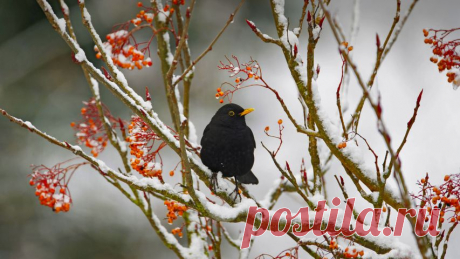 Blackbird - Bing Gallery⁤