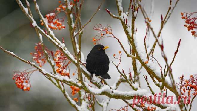Blackbird - Bing Gallery⁤